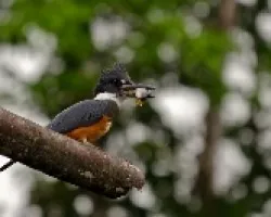 Martín pescador