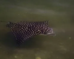 Aetobatus narinari - Raya Águila