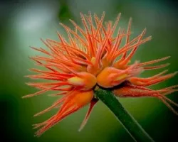 Extraña Naranja