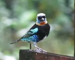 Tangara larvata