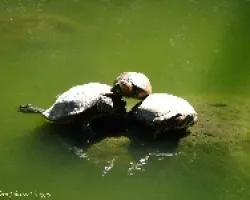 piramide de tortugas