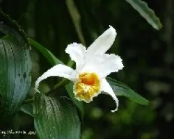 flor de 1 dia!