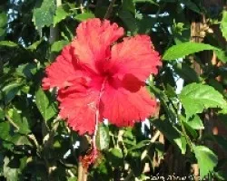 amapola roja 