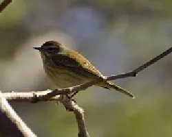 Chinchila Cubana