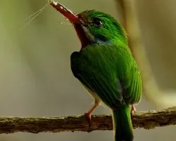 Carta cuba o piorrera cubana
