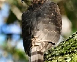 Cooper's Hawk juvenil