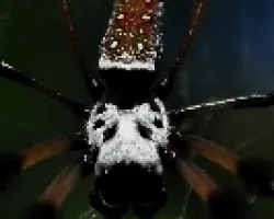 Araña