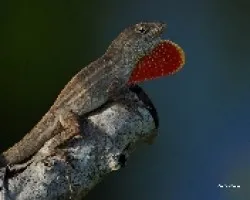 Lagartiga