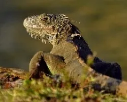 Iguana