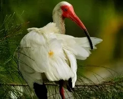 Endocimus albus