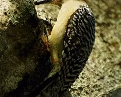 Carpintero jabao cubano