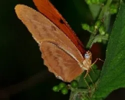 Dryas iulia