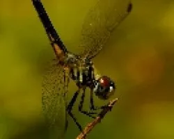 Libelula(odonato)