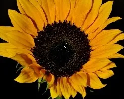 Girasol