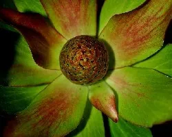 flor
