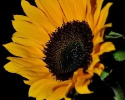 Girasol