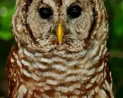 Strix varia