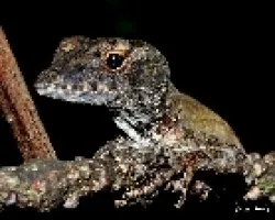 Lagartiga