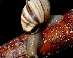 Lipidus