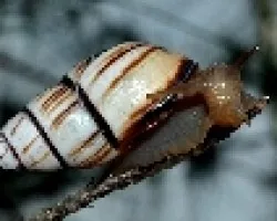 Lipidus