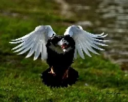 Pato