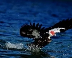 Pato