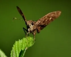 Mariposa 