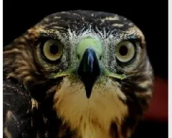 Buteo jamaicensis