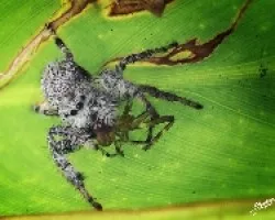 Arana cazadora