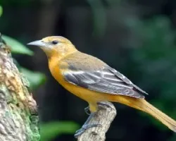 Cacique