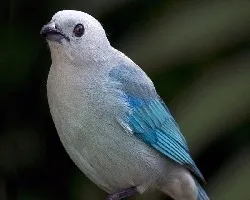 Viuda
