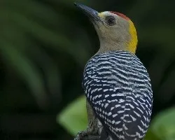 Carpintero macho