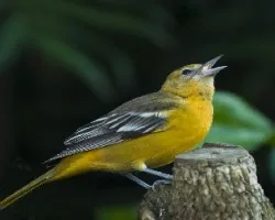 Cacique