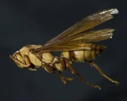 Avispa