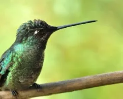 Colibri