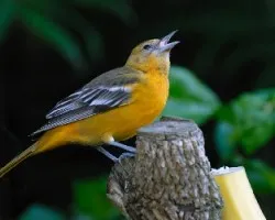 Cacique