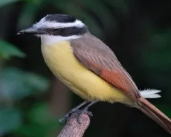 Pitangus sulphuratus
