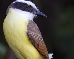 Pitangus sulphuratus