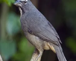 Saltator coerulescens
