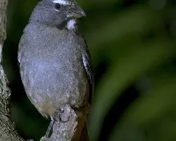 Saltator coerulescens