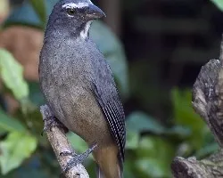 Saltator coerulescens