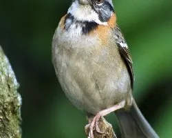 zonotrichia capensis