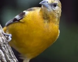 Icterus galbula
