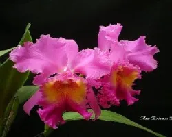 Catleya de Azucena
