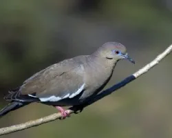 Paloma 