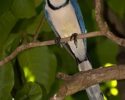 Urraca Copetona