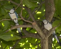 Pareja