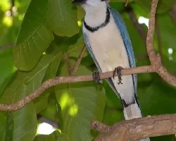 Calocitta formosa