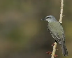 Tyrannus melancholicus