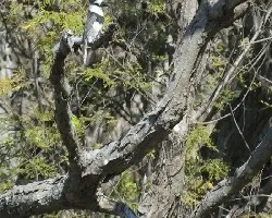 Notharchus hyperrhynchus